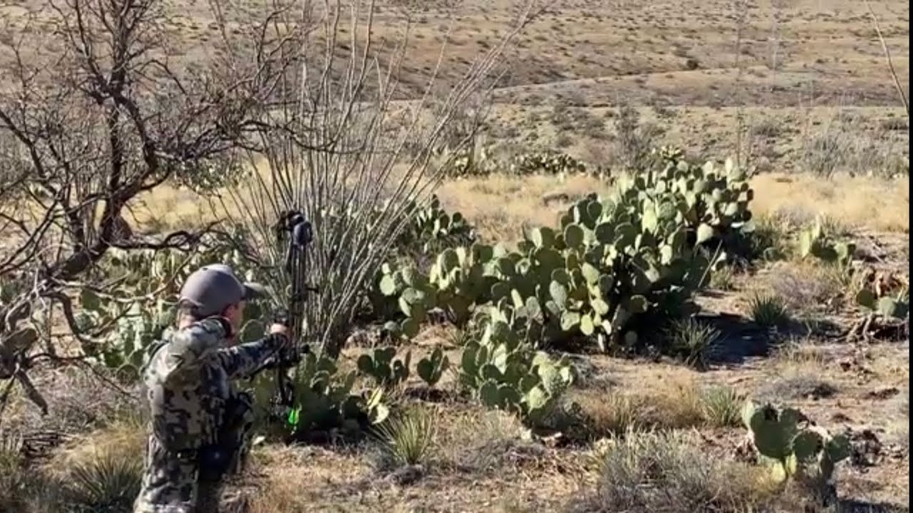 Arizona archery javelina hunt