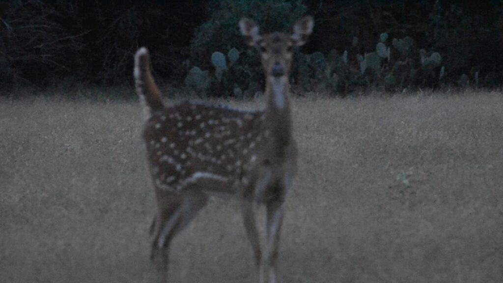 Axis Doe barking at us