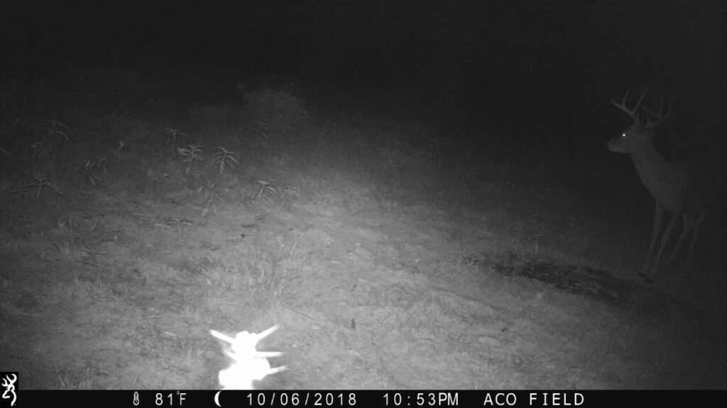 Texas Trail Camera: 8-Point Buck Footage